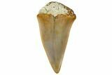 Fossil Mako Shark Tooth - Dakhla, Morocco #312838-1
